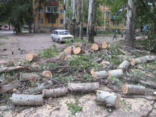  Аварийный сухостой ликвидирован.