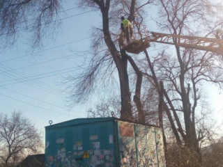 По улице Алексеенко убрали аварийный сухостой